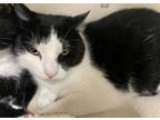 Adopt Benny/Rebel - Bonded Pair a Domestic Short Hair