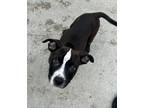 Adopt Iron Man- I AM ON THE MOBILE UNIT a Boxer, Mixed Breed