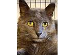 Adopt Grisby a Domestic Short Hair