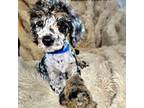 Mutt Puppy for sale in Bear Creek, AL, USA