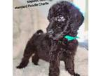 Mutt Puppy for sale in Bear Creek, AL, USA