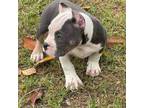 Mutt Puppy for sale in Augusta, GA, USA