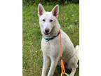 Adopt Falcor a German Shepherd Dog