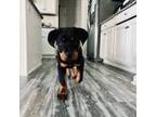 Rottweiler Puppy for sale in Willoughby, OH, USA