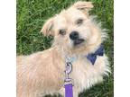 Adopt Neville a Terrier, Mixed Breed