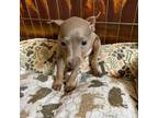 Miniature Pinscher Puppy for sale in Colorado Springs, CO, USA
