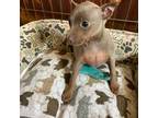 Miniature Pinscher Puppy for sale in Colorado Springs, CO, USA