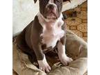 Olde English Bulldogge Puppy for sale in Henderson, TX, USA