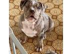 Olde English Bulldogge Puppy for sale in Henderson, TX, USA