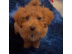 Maltipoo Puppy for sale in Lowellville, OH, USA