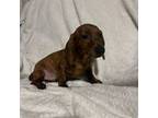 Dachshund Puppy for sale in Tucson, AZ, USA