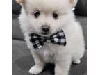 Pomeranian Puppy for sale in Canton, MI, USA