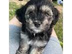 Havachon Puppy for sale in Magnolia, TX, USA