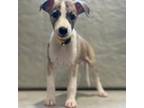 Whippet Puppy for sale in Des Plaines, IL, USA