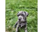 Cane Corso Puppy for sale in Kansas City, MO, USA