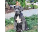 Cane Corso Puppy for sale in Kansas City, MO, USA