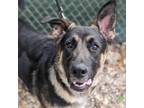 Adopt Jumping Spider a Mixed Breed, German Shepherd Dog