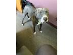 Adopt Smokey a Pit Bull Terrier