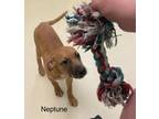 Adopt Neptune a Mixed Breed