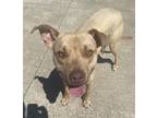 Adopt Gru a Pit Bull Terrier, Mixed Breed