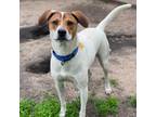 Adopt Stan a Jack Russell Terrier