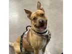 Adopt Jay Mack D16353 a Terrier