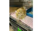 Adopt Pounce a Domestic Long Hair