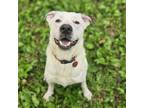 Adopt Baxter a Labrador Retriever, Mixed Breed