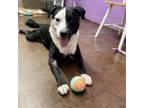 Adopt Aang a Border Collie, Black Labrador Retriever