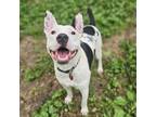 Adopt Mozart a Pit Bull Terrier, Mixed Breed