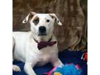 Adopt Shane a Pit Bull Terrier