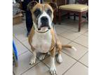 Adopt Parker a Boxer, Mixed Breed