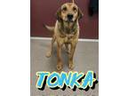 Adopt Tonka a Hound, Mixed Breed
