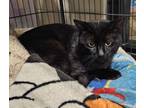 Adopt MOOCH a Domestic Short Hair