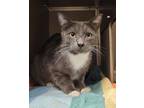 Adopt ACDC a Domestic Short Hair
