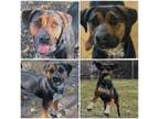 Adopt AXEL a Black and Tan Coonhound