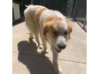 Adopt Broccoli 24-0265 a Great Pyrenees