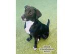 Adopt Patrick a Labrador Retriever, Mixed Breed