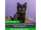 Adopt Yosemite a Domestic Short Hair