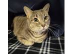 Adopt Gnarly - Working Cat a Domestic Short Hair