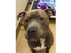 Adopt Hank a American Staffordshire Terrier