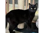 Adopt Montgomery a Domestic Short Hair