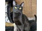 Adopt Storm a Domestic Short Hair