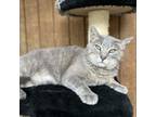 Adopt Andie a Domestic Short Hair