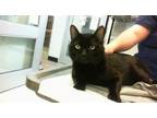 Adopt RUNNER a Domestic Short Hair