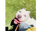 Adopt ORION a Pit Bull Terrier, Mixed Breed