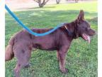 Adopt TAZ a Australian Kelpie, Mixed Breed