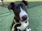 Adopt JACK a Bull Terrier, Mixed Breed