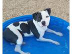 Adopt MARSHMELLOW a American Staffordshire Terrier, Mixed Breed