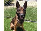 Adopt ANDRE a German Shepherd Dog, Mixed Breed